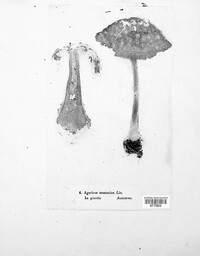 Amanita muscaria image
